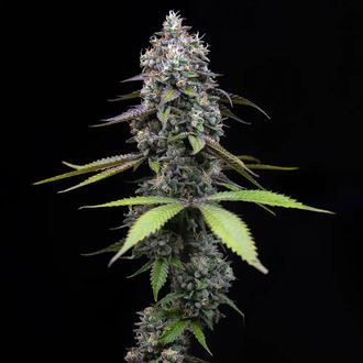 Zoap (Barney's Farm) feminizowane