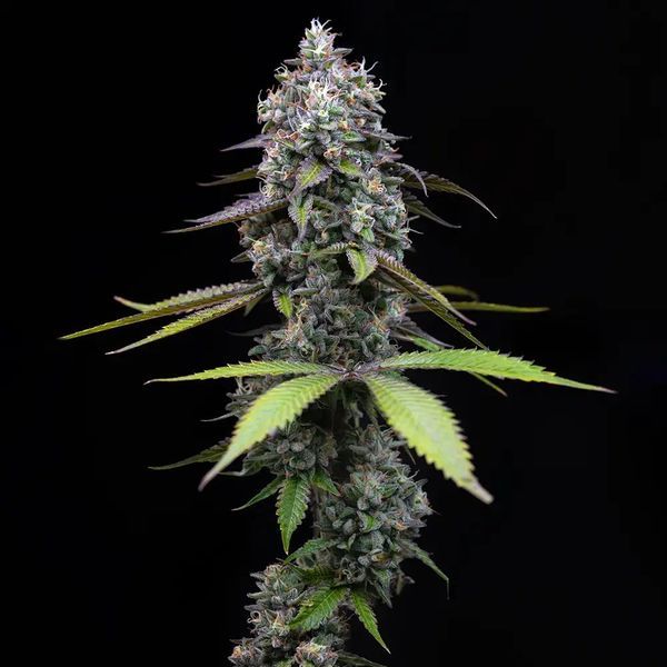 Zoap (Barney's Farm) feminizowane