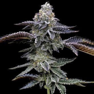 Blue Dream (Barney's Farm) nasiona marihuany feminizowane