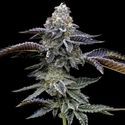 Blue Dream (Barney's Farm) nasiona marihuany feminizowane
