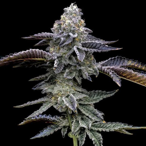 Blue Dream (Barney's Farm) nasiona marihuany feminizowane