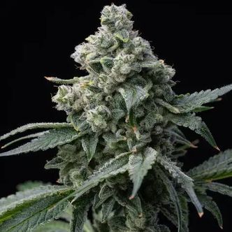 Bruce Banner (Barney's Farm) nasiona marihuany feminizowane