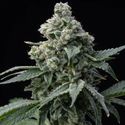 Bruce Banner (Barney's Farm) nasiona marihuany feminizowane
