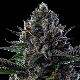 First Lady (Anesia Seeds) feminizowane