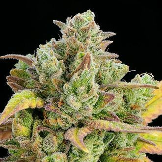 Honey Fried Bananas (Anesia Seeds) nasiona marihuany feminizowane