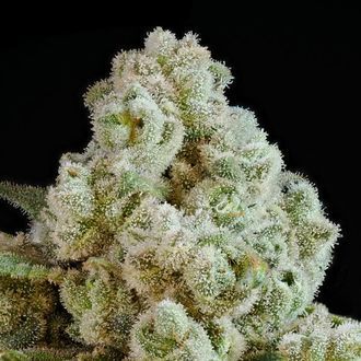 Privileged Baddie (Anesia Seeds) feminizowane