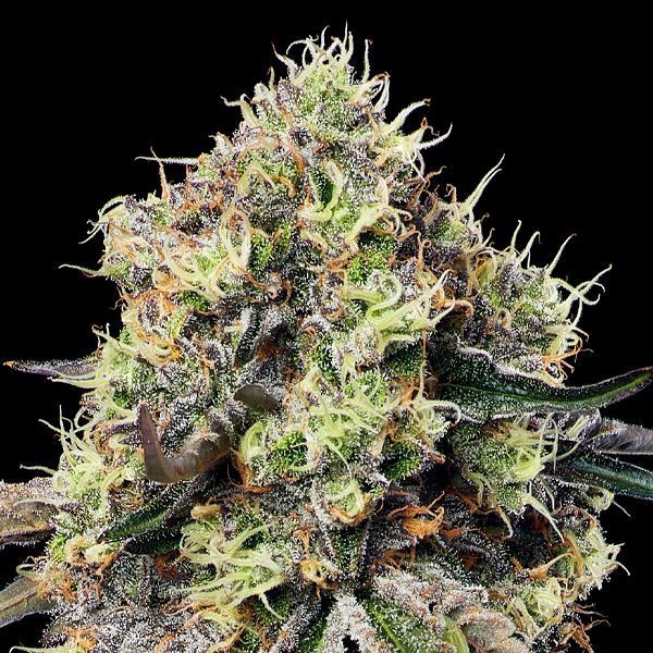 Roswell Code (Anesia Seeds) feminizowane