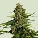 Gaia F1 Automat (Royal Queen Seeds) feminizowane