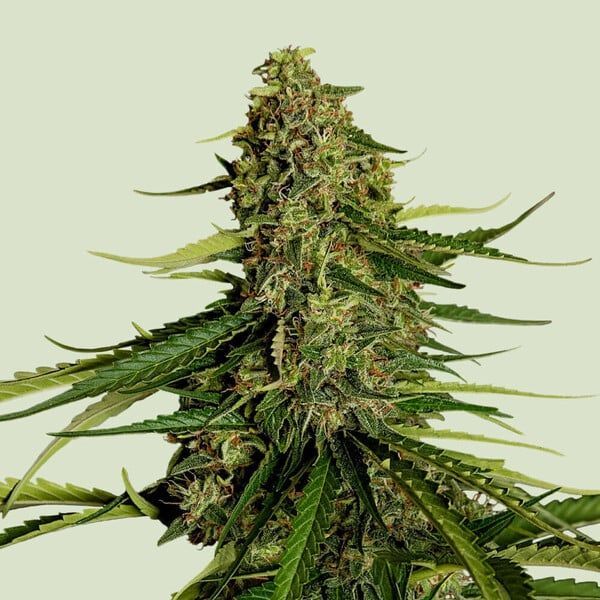 Gaia F1 Automat (Royal Queen Seeds) feminizowane