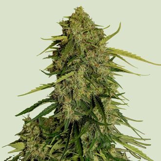 Atlas F1 Automat (Royal Queen Seeds) feminizowane