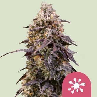 Sticky Queen (Royal Queen Seeds) feminizowane