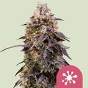 Sticky Queen (Royal Queen Seeds) feminizowane