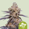Mexican Rush Automat (Royal Queen Seeds) feminizowane