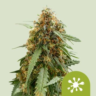 Sticky Queen Automat (Royal Queen Seeds) feminizowane