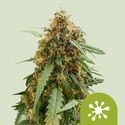 Sticky Queen Automat (Royal Queen Seeds) feminizowane