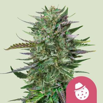 Do-Si-Dos (Royal Queen Seeds) nasiona marihuany feminizowane