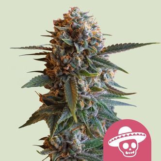 Mexican Rush (Royal Queen Seeds) feminizowane