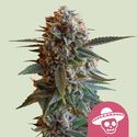 Mexican Rush (Royal Queen Seeds) feminizowane