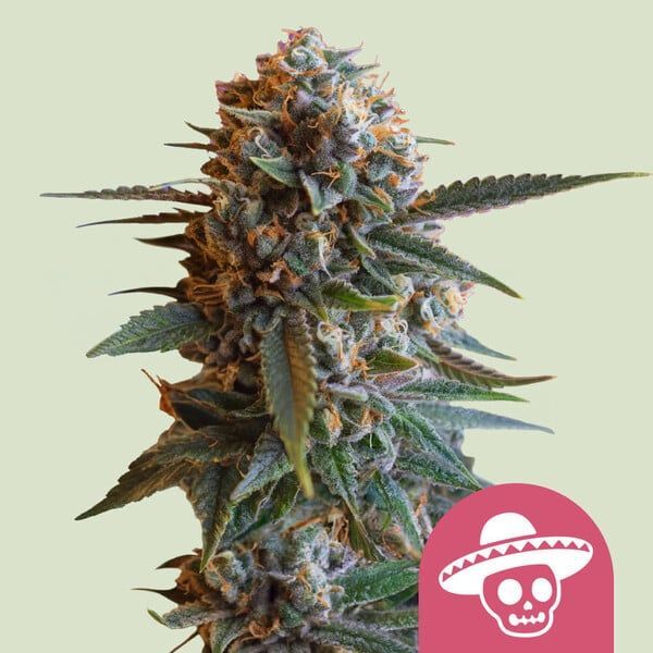 Mexican Rush (Royal Queen Seeds) feminizowane