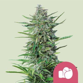 Purple Punch (Royal Queen Seeds) feminizowane