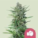 Purple Punch (Royal Queen Seeds) feminizowane