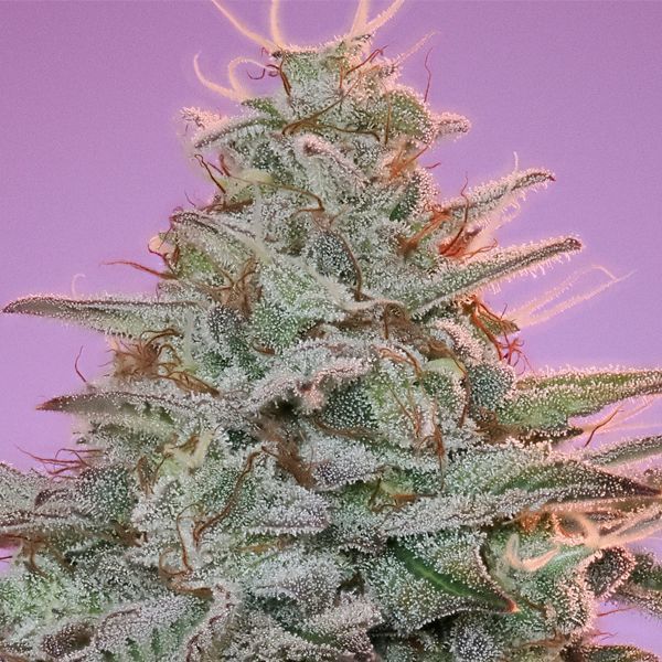 Sinai (Anesia Seeds) feminizowane