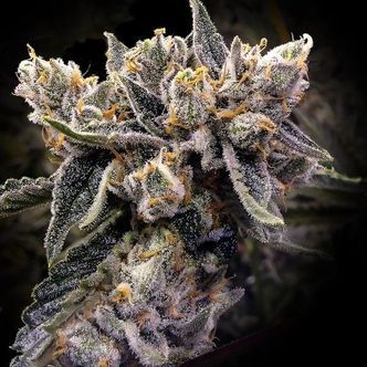 Bruised Banana (DNA Genetics) nasiona marihuany feminizowane