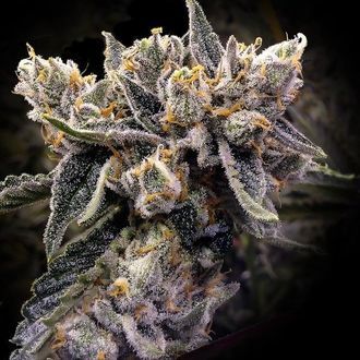 Bruised Banana (DNA Genetics) nasiona marihuany feminizowane