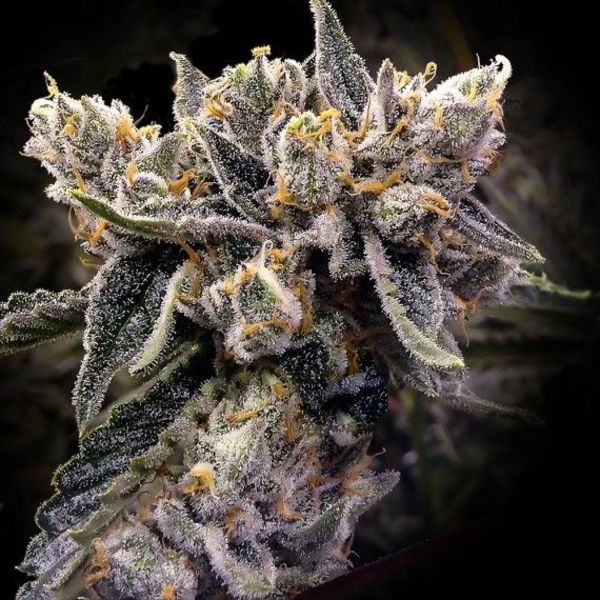 Bruised Banana (DNA Genetics) nasiona marihuany feminizowane