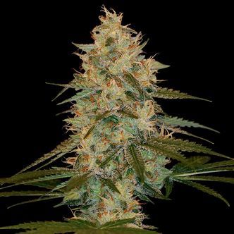 Chocolope Kush (DNA Genetics) feminizowane