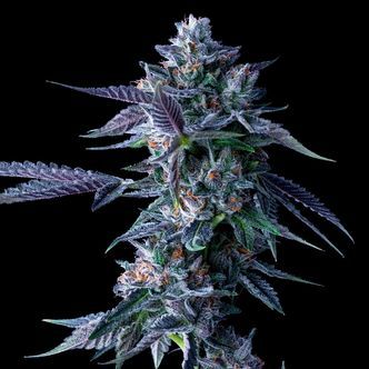 Chocolope (DNA Genetics) nasiona marihuany feminizowane