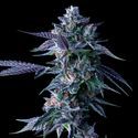 Chocolope (DNA Genetics) nasiona marihuany feminizowane