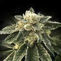White Chocolope (DNA Genetics) nasiona marihuany feminizowane