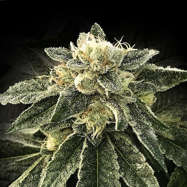White Chocolope (DNA Genetics) nasiona marihuany feminizowane