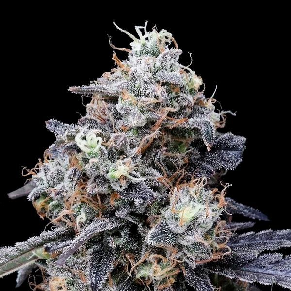 MACmelon Automat (DNA Genetics) nasiona marihuany feminizowane