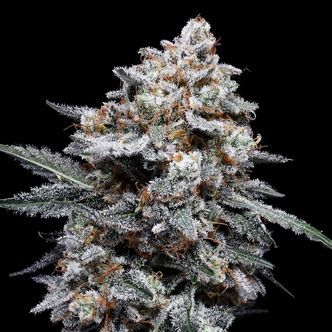 Patrick Swayze Automat (DNA Genetics) feminizowane