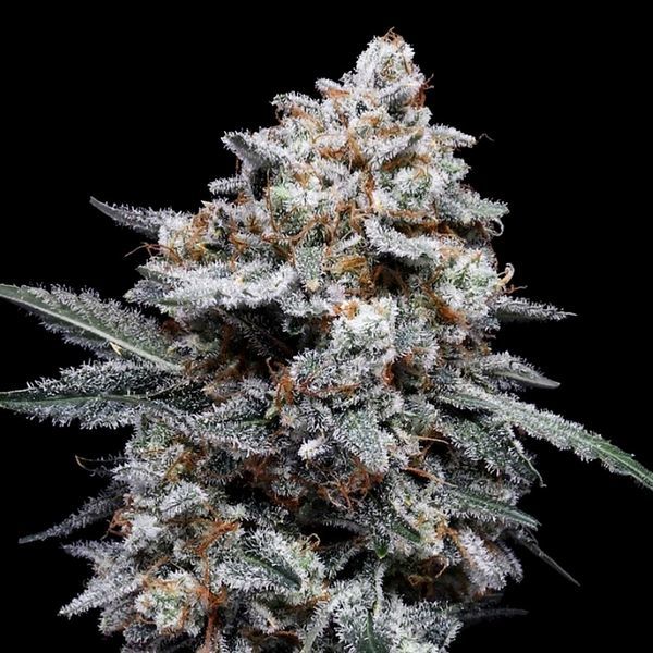 Patrick Swayze Automat (DNA Genetics) feminizowane