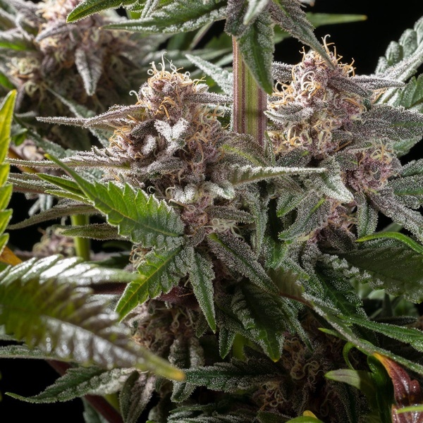 Pink Gelato (Kannabia) feminizowane