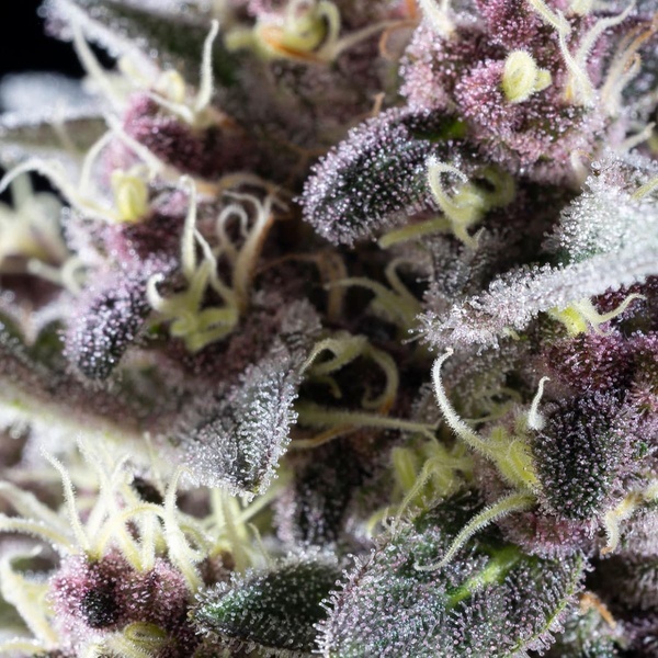 Pink Gelato (Kannabia) feminizowane