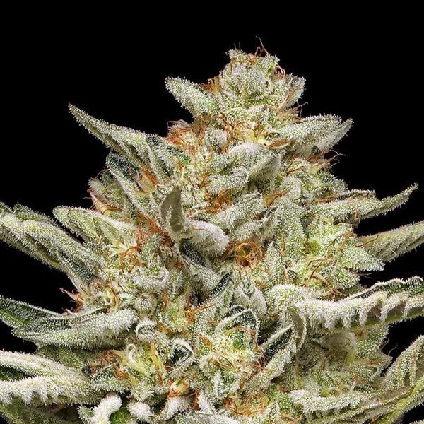 OG Triploid Automat (Humboldt Seed Company) feminizowane