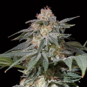 Lemon Tree Fast (Lemon Tree x Silent Seeds) feminizowane