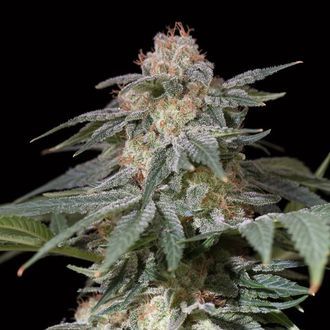 Lemon Tree Fast (Lemon Tree x Silent Seeds) feminizowane