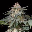 Lemon Tree Fast (Lemon Tree x Silent Seeds) feminizowane