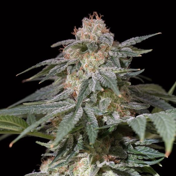 Lemon Tree Fast (Lemon Tree x Silent Seeds) feminizowane