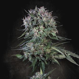 Doppler (Paradise Seeds) nasiona marihuany feminizowane