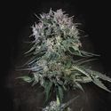 Doppler (Paradise Seeds) nasiona marihuany feminizowane