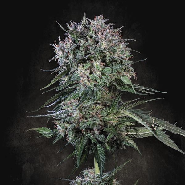 Doppler (Paradise Seeds) nasiona marihuany feminizowane