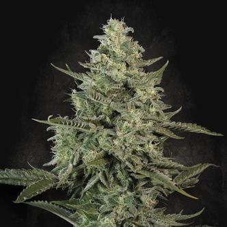 Mendo Crème (Paradise Seeds) feminizowane