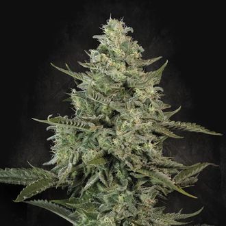 Mendo Crème (Paradise Seeds) feminizowane