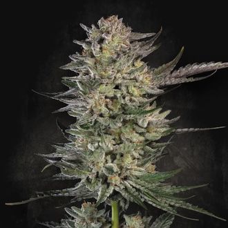Candy Breath (Paradise Seeds) nasiona marihuany feminizowane